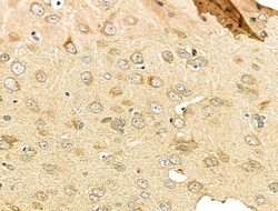 Invitrogen VGF Polyclonal Antibody 100 &mu;L; Unconjugated:Antibodies,