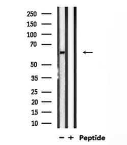 Invitrogen VGF Polyclonal Antibody 100 &mu;L; Unconjugated:Antibodies,