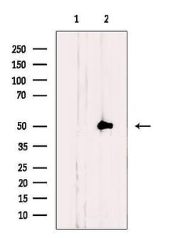Invitrogen NLE1 Polyclonal Antibody 100 &mu;L | Buy Online | Invitrogen&trade; | Fisher Scientific