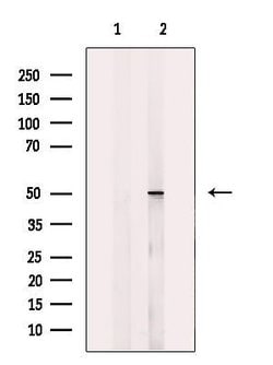 Invitrogen NARFL Polyclonal Antibody 100 &mu;L; Unconjugated:Antibodies,
