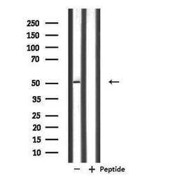 NFYC Polyclonal Antibody:Antibodies, Polyclonal