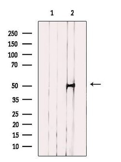 NFYC Polyclonal Antibody:Antibodies, Polyclonal