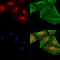 Invitrogen NUSAP1 Polyclonal Antibody 100 &mu;L; Unconjugated:Antibodies,