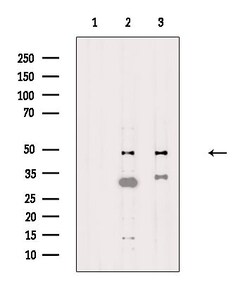 Invitrogen NUSAP1 Polyclonal Antibody 100 &mu;L; Unconjugated:Antibodies,