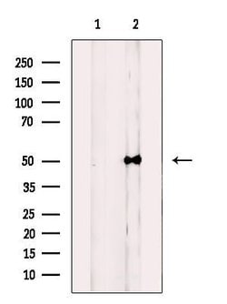 Invitrogen NUSAP1 Polyclonal Antibody 100 &mu;L; Unconjugated:Antibodies,