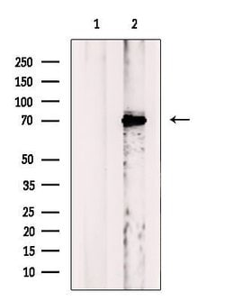 Invitrogen NOLC1 Polyclonal Antibody 100 μL; Unconjugated:Antibodies,