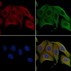 Invitrogen OAT Polyclonal Antibody 100 &mu;L; Unconjugated:Antibodies,