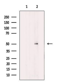 Invitrogen OAT Polyclonal Antibody 100 &mu;L; Unconjugated:Antibodies,