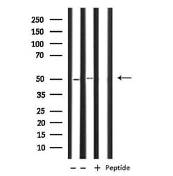 Invitrogen OAT Polyclonal Antibody 100 &mu;L; Unconjugated:Antibodies,