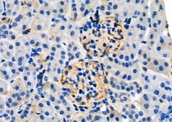 Invitrogen PRRX1 Polyclonal Antibody 100 &mu;L; Unconjugated:Antibodies,