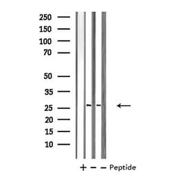 Invitrogen PRRX1 Polyclonal Antibody 100 &mu;L; Unconjugated:Antibodies,