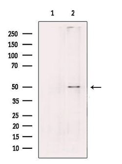 Invitrogen PLD4 Polyclonal Antibody 100 &mu;L; Unconjugated:Antibodies,