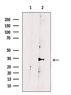Invitrogen KCNK6 Polyclonal Antibody 100 μL; Unconjugated:Antibodies,