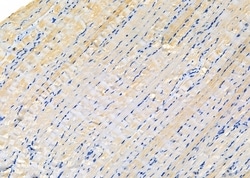 Invitrogen KCNK7 Polyclonal Antibody 100 &mu;L; Unconjugated:Antibodies,