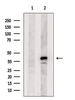 Invitrogen KCNK7 Polyclonal Antibody 100 &mu;L; Unconjugated:Antibodies,