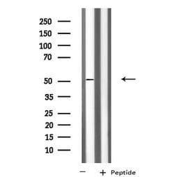 Invitrogen KCNG3 Polyclonal Antibody 100 &mu;L; Unconjugated:Antibodies,