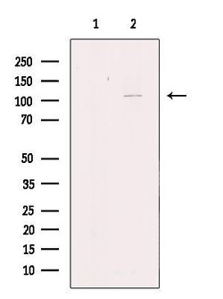 Invitrogen KCNH3 Polyclonal Antibody 100 &mu;L; Unconjugated:Antibodies,
