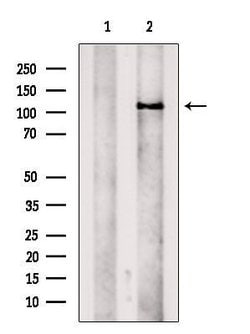 Invitrogen KCNH3 Polyclonal Antibody 100 &mu;L; Unconjugated:Antibodies,