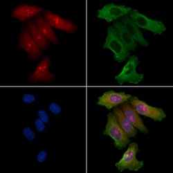 Invitrogen FNTB Polyclonal Antibody 100 &mu;L; Unconjugated:Antibodies,