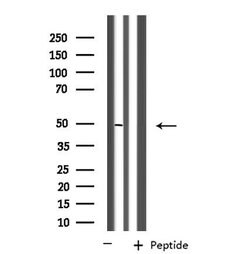 Invitrogen FNTB Polyclonal Antibody 100 &mu;L; Unconjugated:Antibodies,