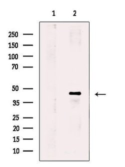 Invitrogen PPM1L Polyclonal Antibody 100 &mu;L; Unconjugated:Antibodies,