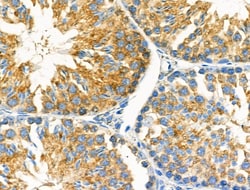 Invitrogen MOV10L1 Polyclonal Antibody 100 &mu;L; Unconjugated:Antibodies,