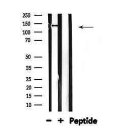 Invitrogen MOV10L1 Polyclonal Antibody 100 &mu;L; Unconjugated:Antibodies,
