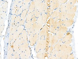Invitrogen PDK1 Polyclonal Antibody 100 &mu;L; Unconjugated:Antibodies,