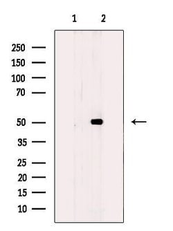 Invitrogen PDK1 Polyclonal Antibody 100 &mu;L; Unconjugated:Antibodies,