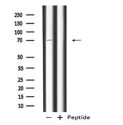 Invitrogen RAP1GAP Polyclonal Antibody 100 μL; Unconjugated:Antibodies,
