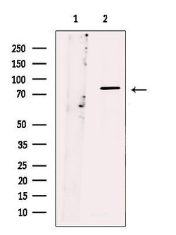 Invitrogen RAP1GAP Polyclonal Antibody 100 μL; Unconjugated:Antibodies,