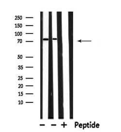 Invitrogen RAP1GAP Polyclonal Antibody 100 μL; Unconjugated:Antibodies,