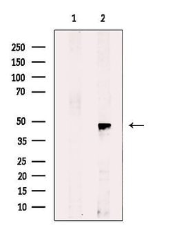 Invitrogen RRAGB Polyclonal Antibody 100 &mu;L; Unconjugated:Antibodies,