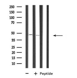 Invitrogen RRAGB Polyclonal Antibody 100 &mu;L; Unconjugated:Antibodies,