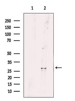 Invitrogen RAB26 Polyclonal Antibody 100 &mu;L; Unconjugated:Antibodies,