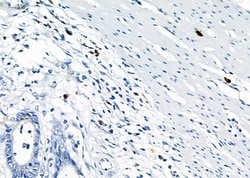 Invitrogen RAB38 Polyclonal Antibody 100 &mu;L; Unconjugated:Antibodies,