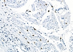 Invitrogen RAB38 Polyclonal Antibody 100 &mu;L; Unconjugated:Antibodies,