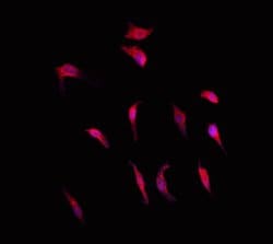 Invitrogen RGS10 Polyclonal Antibody 100 μL; Unconjugated:Antibodies,