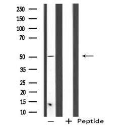 SERGEF Polyclonal Antibody:Antibodies, Polyclonal
