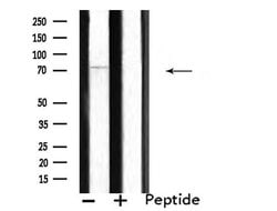 Invitrogen SEMA7A Polyclonal Antibody 100 μL; Unconjugated:Antibodies,