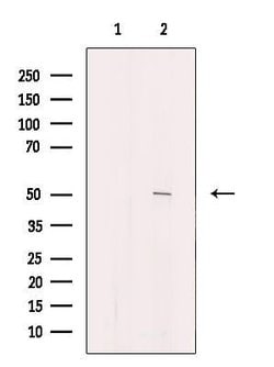 Invitrogen SEPT14 Polyclonal Antibody 100 &mu;L; Unconjugated:Antibodies,