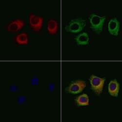 Invitrogen SEPT2 Polyclonal Antibody 100 &mu;L; Unconjugated:Antibodies,