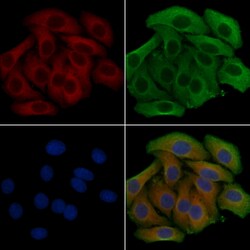 Invitrogen NIM1 Polyclonal Antibody 100 &mu;L; Unconjugated:Antibodies,