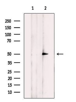 Invitrogen NIM1 Polyclonal Antibody 100 &mu;L; Unconjugated:Antibodies,