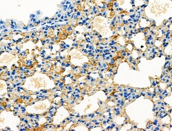 Invitrogen PLK3 Polyclonal Antibody 100 &mu;L; Unconjugated:Antibodies,