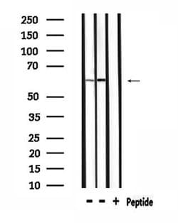 Invitrogen PPP2R5A Polyclonal Antibody 100 &mu;L; Unconjugated:Antibodies,