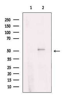 Invitrogen PPP4R1L Polyclonal Antibody 100 &mu;L; Unconjugated:Antibodies,