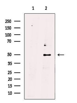 Invitrogen SH2D2A Polyclonal Antibody 100 &mu;L; Unconjugated:Antibodies,