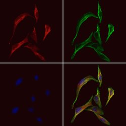 Invitrogen SH3GLB2 Polyclonal Antibody 100 &mu;L; Unconjugated:Antibodies,