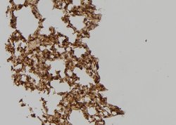 Invitrogen SH3GLB2 Polyclonal Antibody 100 &mu;L; Unconjugated:Antibodies,